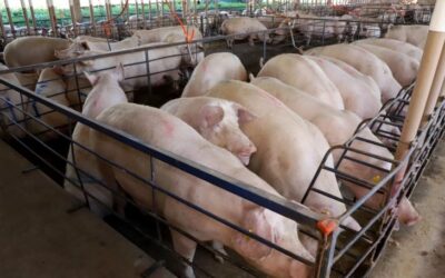 Com quase 300 granjas, suinocultura impulsiona economia de MS e vira referência nacional em tecnologia de produção