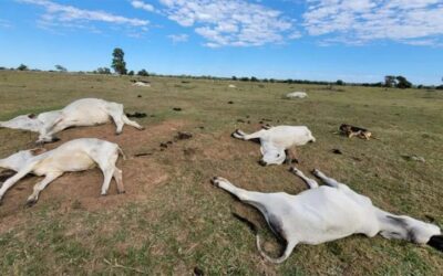 Proximidade de frio intenso renova alerta para risco de morte de animais por hipotermia; veja medidas preventivas