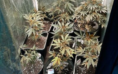 Mansão de advogado escondia plantação particular automatizada de maconha