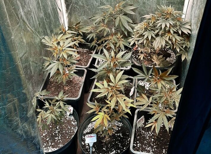 Mansão de advogado escondia plantação particular automatizada de maconha
