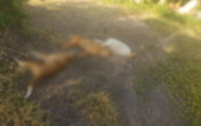 Homem é preso após matar 3 cães com armadilha de choque em MS