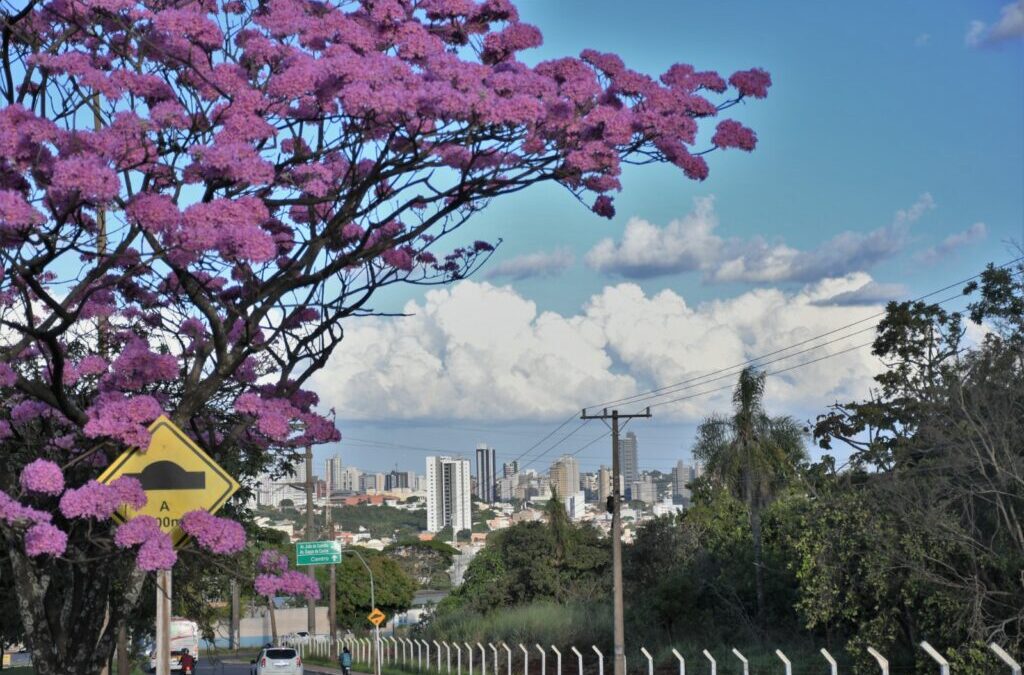 Campo Grande sediará Oficina Regional para construção do Plano Nacional de Arborização Urbana