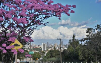 Campo Grande sediará Oficina Regional para construção do Plano Nacional de Arborização Urbana