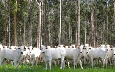 Com área livre de aftosa, trânsito de bovinos de MS para todo o território nacional está liberado