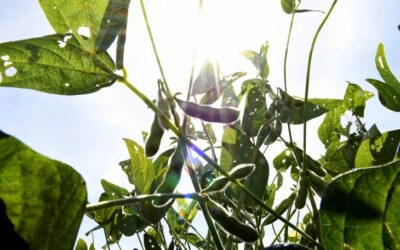 Cobertura completa: MS terá rede de meteorologia com 70 estações, fortalecendo produção local