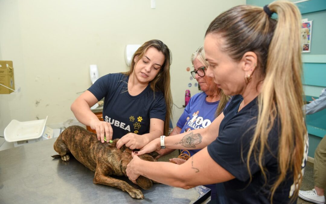 Dois casos de Brucelose Canina são registrados e Subea alerta para prevenção
