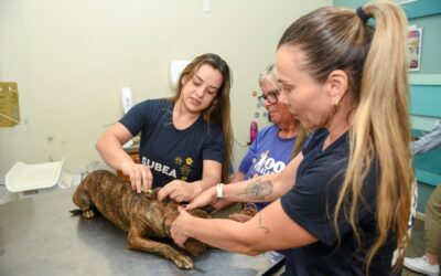 Dois casos de Brucelose Canina são registrados e Subea alerta para prevenção
