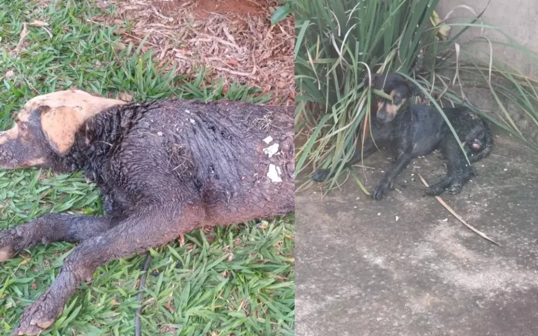 Dois cães são encontrados cobertos de piche em bairros de Campo Grande