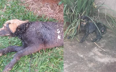 Dois cães são encontrados cobertos de piche em bairros de Campo Grande