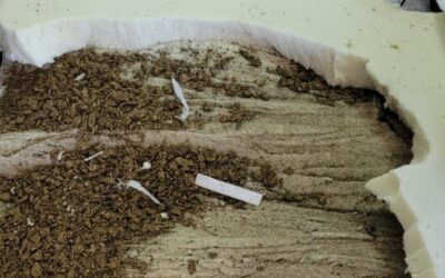 Advogada é flagrada com colchão recheado de maconha em presídio de Três Lagoas