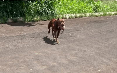 Tutor de pitbulls que invadiram casa e mataram cão é obrigado a pagar R$ 5 mil