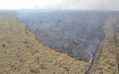 Ibama já embargou mais de 11 mil hectares em 1 ano no Pantanal de MS