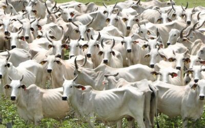 Pantanal terá plano de fortalecimento em Mato Grosso do Sul para todas as cadeias pecuárias