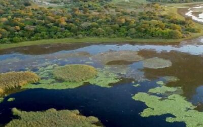 Parque do Pantanal do Rio Negro desponta como modelo nacional na geração de créditos ambientais