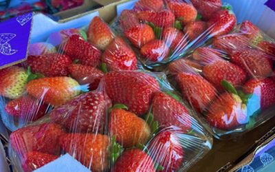 Ceasa: em meio a febre do morango do amor, procura pela fruta aumenta e preço já subiu 35%