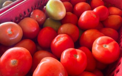 Alface e tomate estão mais baratos enquanto pepino segue em alta na Ceasa-MS