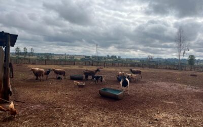 Campo Grande avança na estruturação do PDOA e fortalece a agricultura familiar