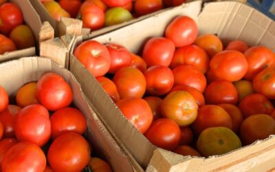 Preços da couve e do tomate ‘despencam’ na Ceasa-MS, mas frio encarece abobrinha