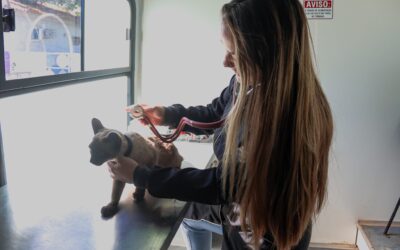 Prefeitura anuncia bairros que receberão atendimento veterinário em setembro