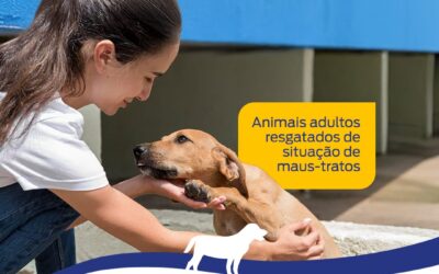 Subea realiza feira de adoção neste domingo