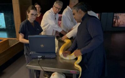 Serpente do Bioparque Pantanal passa por exame de rotina que reforça cuidado com bem-estar animal