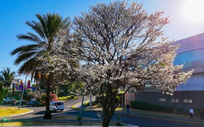 Segunda florada dos ipês-brancos marca a primavera em Campo Grande