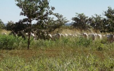 Mato Grosso do Sul sai na frente na captura de carbono e no desenvolvimento sustentável