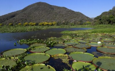 Pantanal brasileiro é destaque em campanha global inédita com a National Geographic