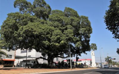 Campo Grande celebra Semana da Árvore e reafirma compromisso com a preservação ambiental