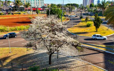 Prefeitura realiza reunião pública sobre Política Municipal de Arborização Urbana
