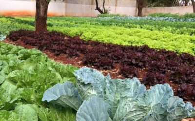 Prefeitura abre chamada pública para agricultores familiares fornecerem alimentos ao PAA Municipal
