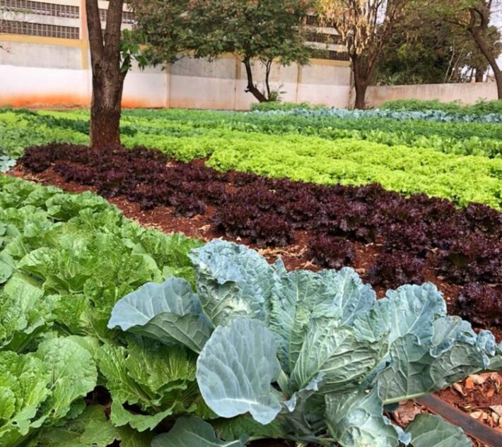 Prefeitura abre chamada pública para agricultores familiares fornecerem alimentos ao PAA Municipal