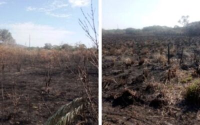 Fazendeiro é multado em R$ 133 mil por queimada ilegal em área protegida em MS