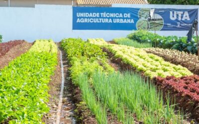 Hortifrutis doados pela Ceasa em MS matam a fome e viram adubo para a comunidade
