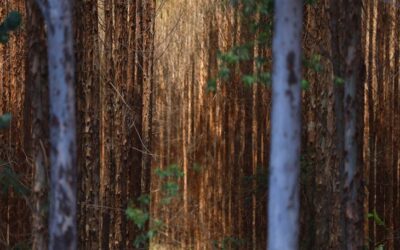 Vale da Celulose: base florestal em Mato Grosso do Sul deve crescer 40% até 2028