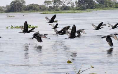 Com exemplo de MS na preservação do Pantanal, Governo Federal sanciona estatuto para o bioma