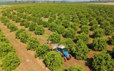 Citricultura: MS Citrus Summit vai debater nova fronteira produtiva em Três Lagoas