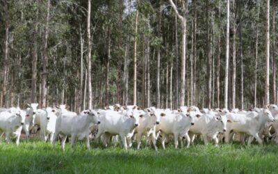 MS conduz recuperação de pastagens e se consolida como referência nacional em agropecuária sustentável