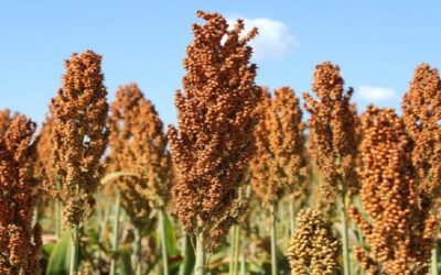 Sorgo cresce forte na safrinha de MS e vira aposta estratégica com demanda das usinas de etanol