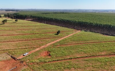Campo Grande sedia encontro estratégico de logística florestal