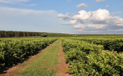 Nova fronteira agrícola: citricultura injeta R$ 2,4 bilhões e diversifica base produtiva em MS