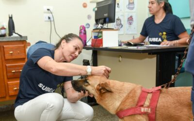 Agenda de castração reabre na próxima semana