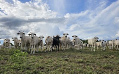 Recuperação de pastagens em MS avança com políticas públicas estruturantes, crédito e tecnologias