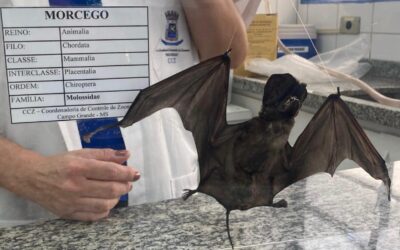 GCZ confirma o terceiro caso de raiva em morcegos