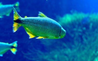 Ações de conservação do Bioparque Pantanal fortalecem a preservação da maior planície alagada do mundo