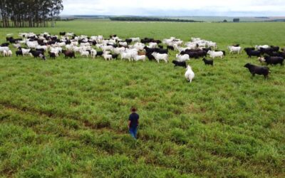 Com maior crescimento do país, agro de MS é fruto de incentivo, modernidade e sucesso do homem do campo