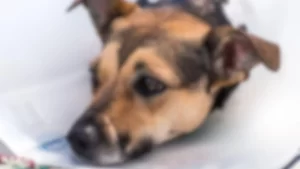 Réu que matou cadela da ex-companheira espancada tem pena aumentada para 3 anos em MS