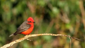 Governo Lula irá destinar R$ 3 milhões para a COP15 em Campo Grande