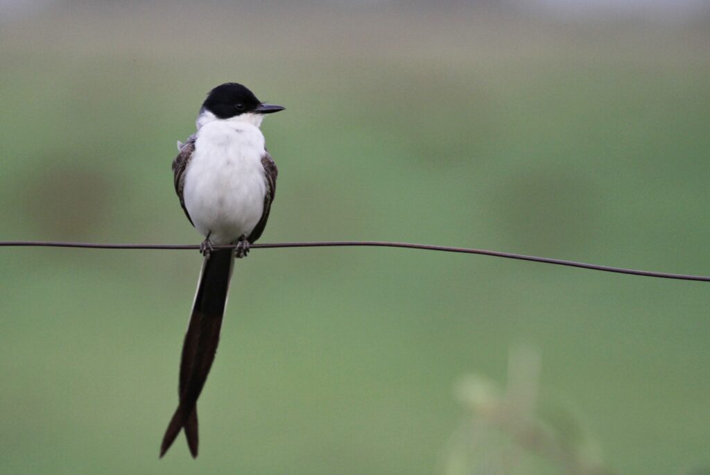 COP15: cerca de 20% das aves registradas em Campo Grande são migratórias