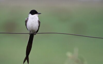 COP15: cerca de 20% das aves registradas em Campo Grande são migratórias